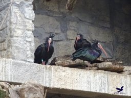 Tiergarten Schönbrunn am 24.02.2026